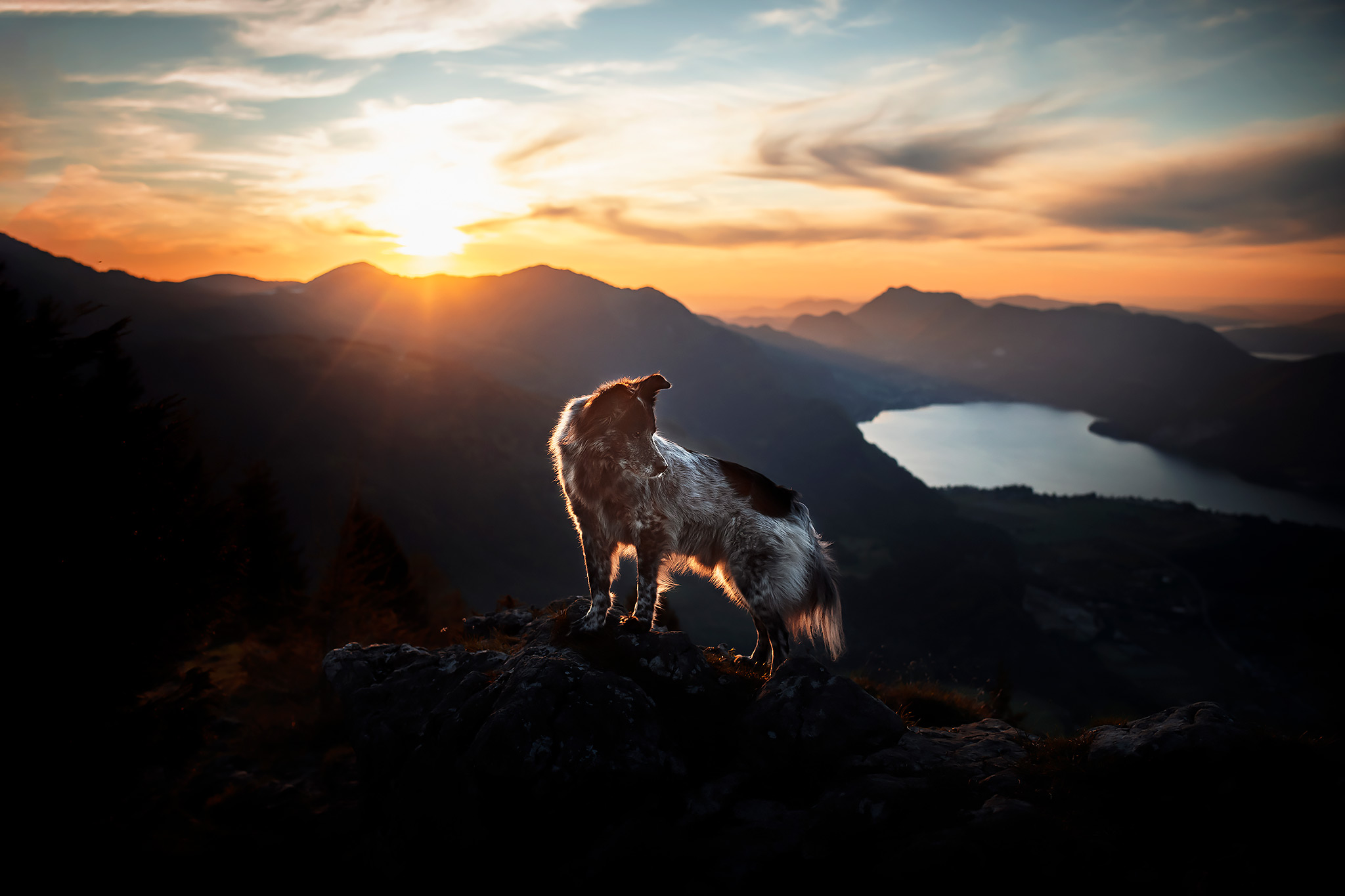 Meine Top 10 Hundefotos aus 2021