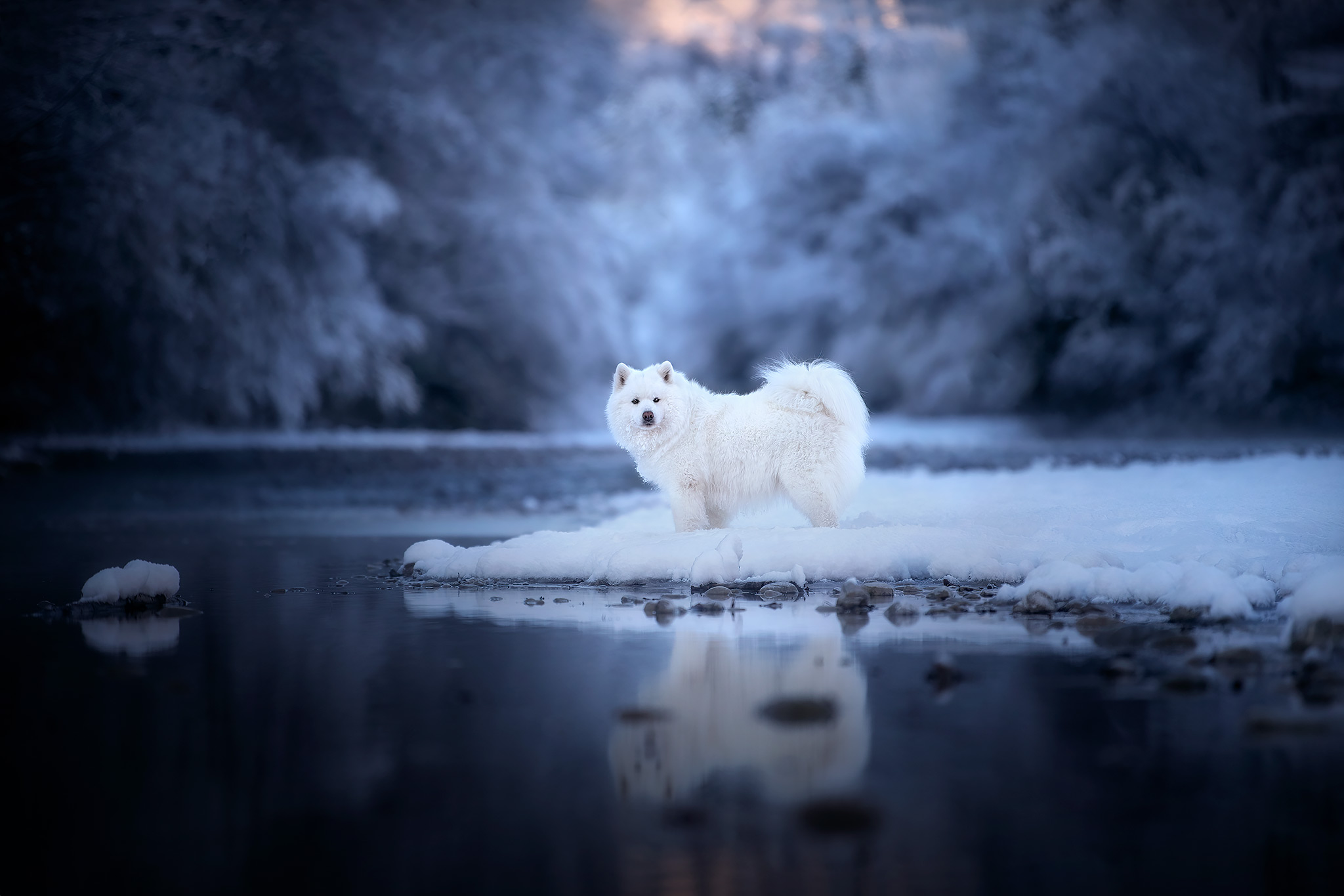 Meine Top 10 Hundefotos aus 2021