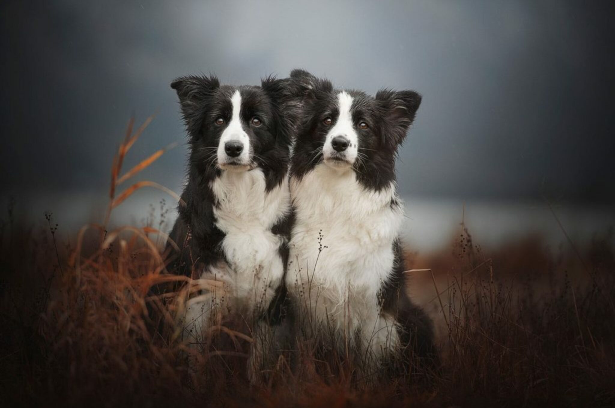 Border Collie Tiara und Miley bei einem Hundefotoshooting mit der Hundefotografin aus Österreich