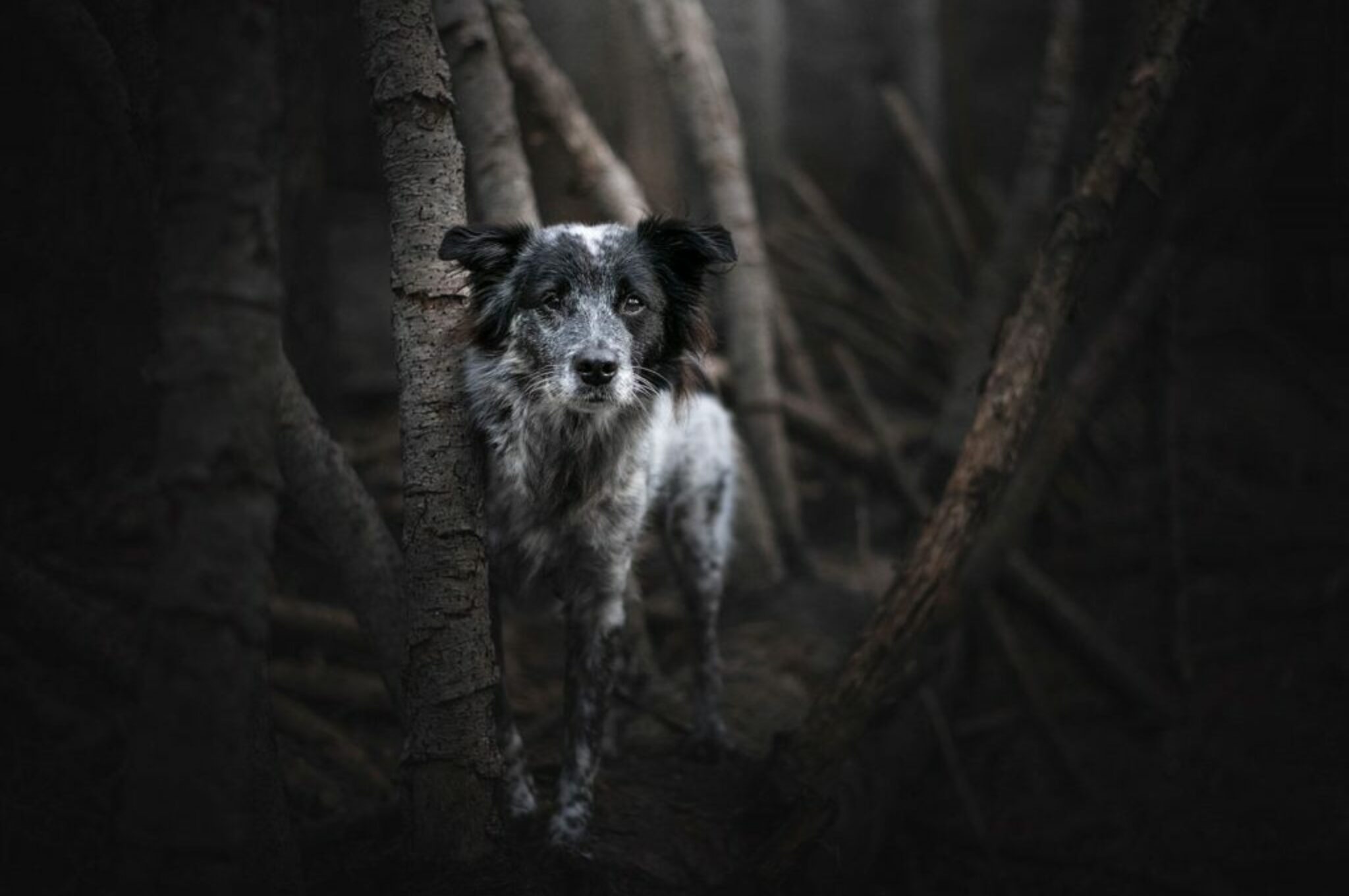 Hund posiert im Wald_Hundefotoshooting mit düsterer Stimmung im Wald