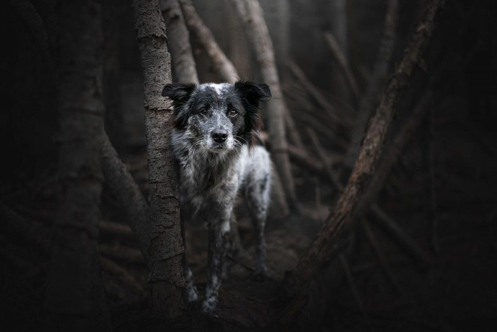 Hund posiert im Wald_Hundefotoshooting mit düsterer Stimmung im Wald