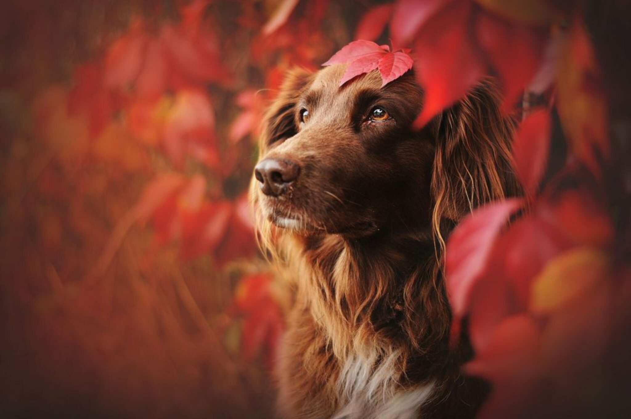 Hundefotografin fotografiert Hündin zwischen dem roten Wein im Herbst
