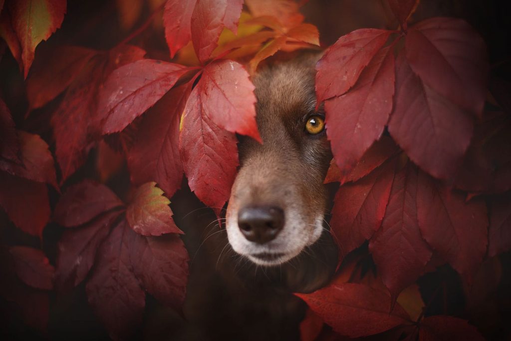 Hund posiert im Herbst zwischen den Blättern_Hundefotografin fängt stimmungsvolle Momente ein