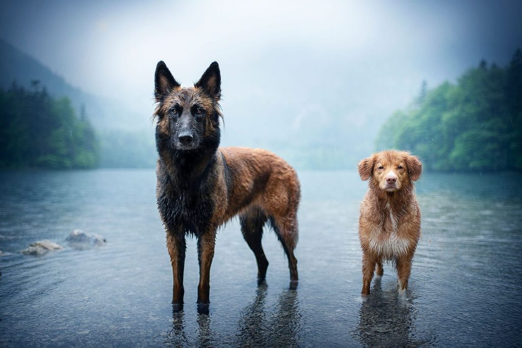 Belgischer Schäferhund und Nova Scotia Duck Tolling Retriever stehen im See und werden fotografiert_Hundefotografie Österreich
