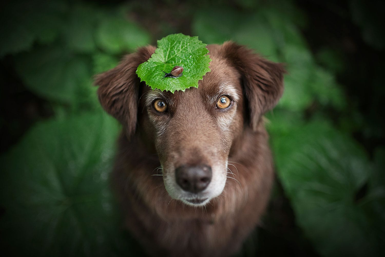 Foto Hund