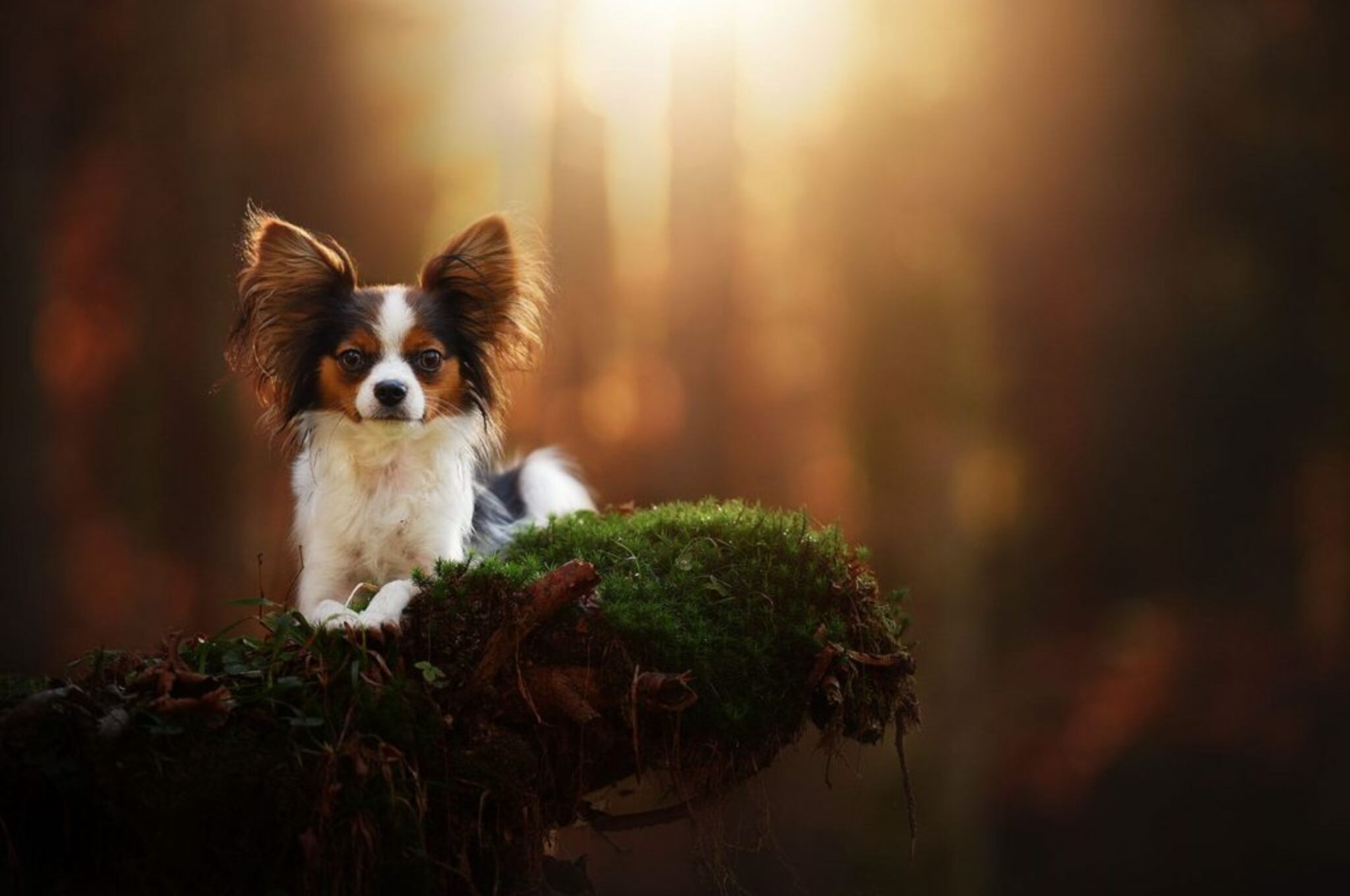 Papillon im Herbst im Wald_Hundefotografin Anne Geier