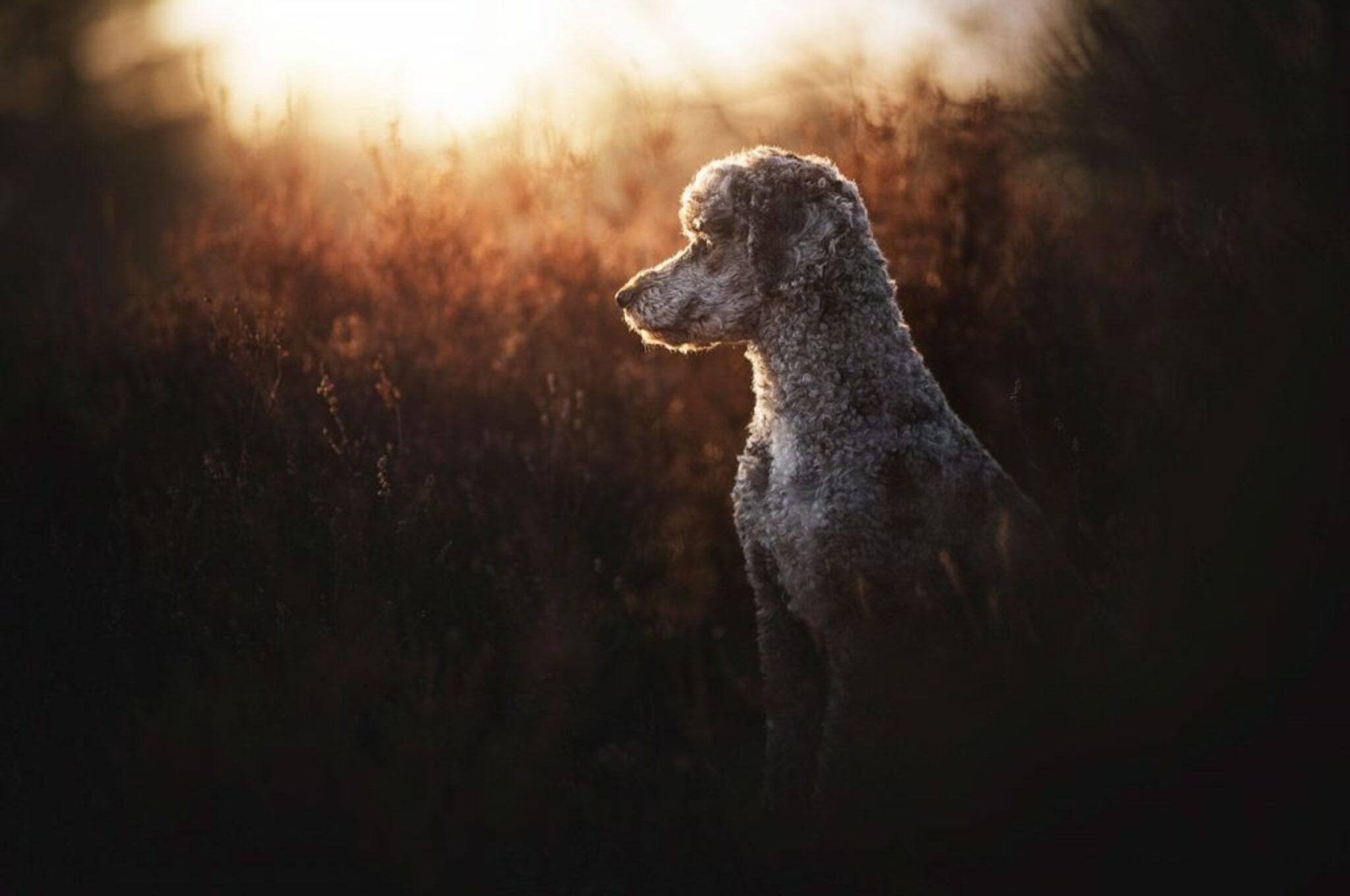 Pudel posiert im Gegenlicht in Berlin_Hundefotoshooting mit Anne Geier in Berlin
