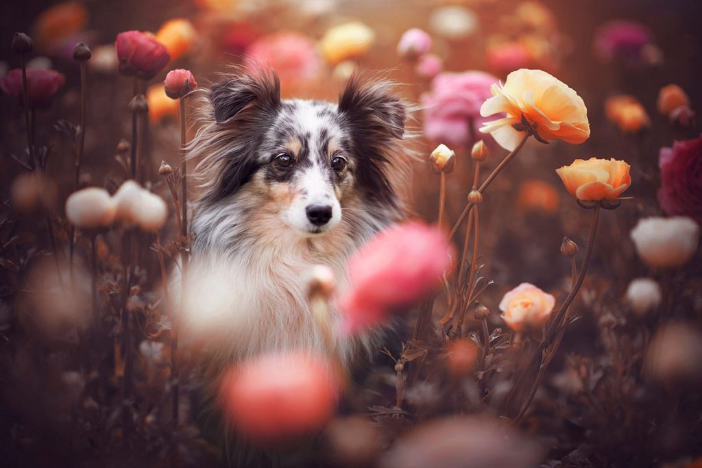 Sheltie im Frühling zwischen Blumen-Hundefotografie Graz
