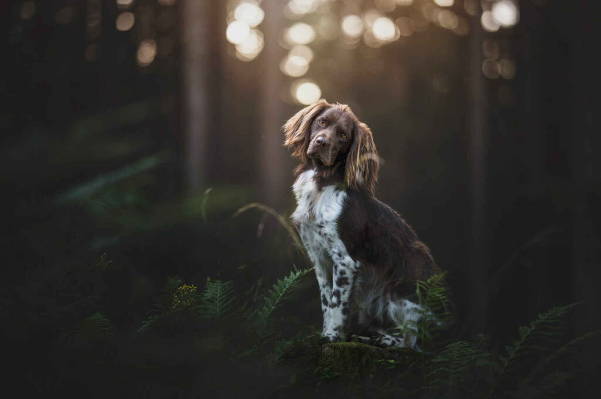 Hundeportraits mit ein bisschen Magie