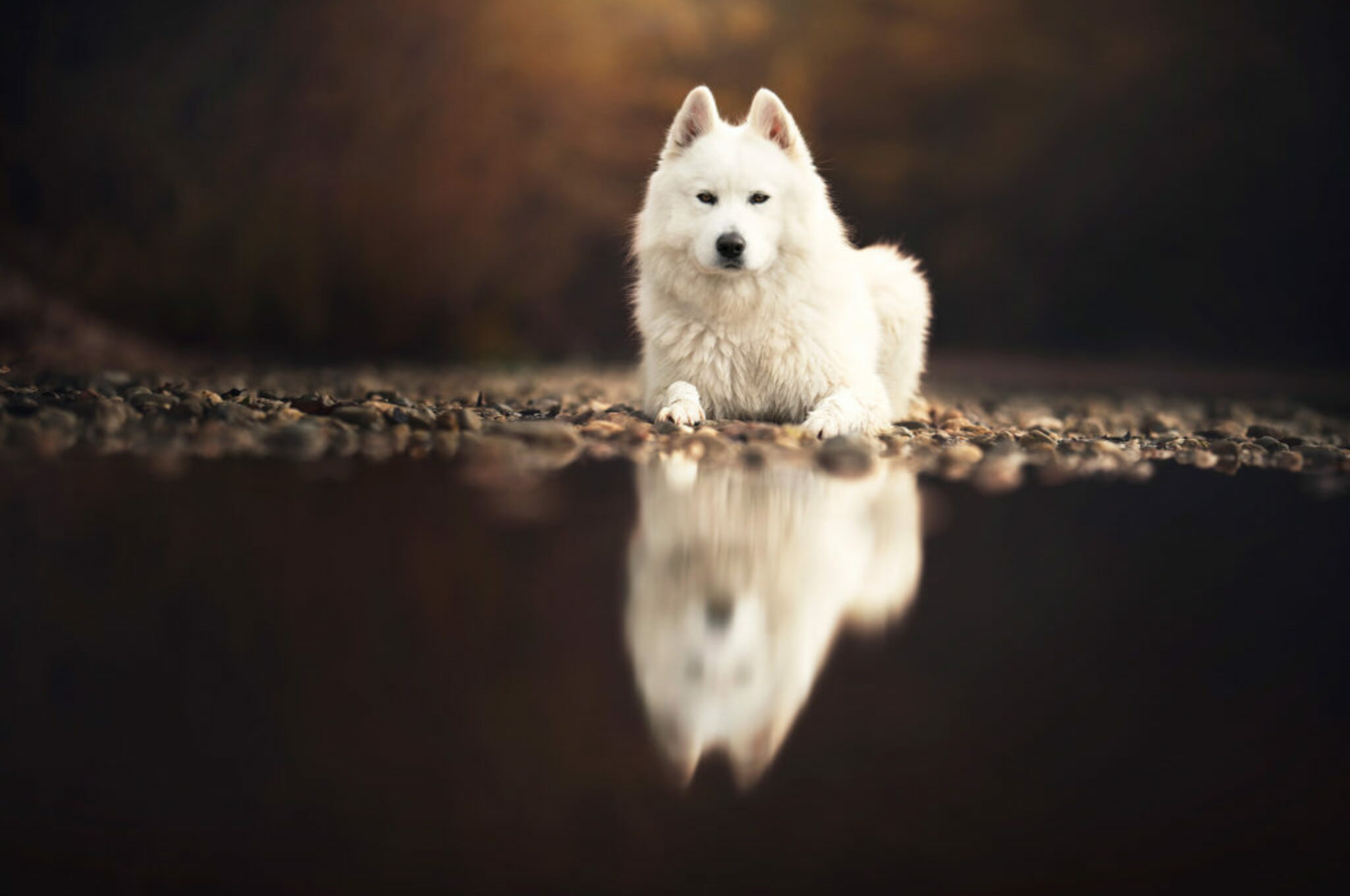 Hundeportraits mit ein bisschen Magie