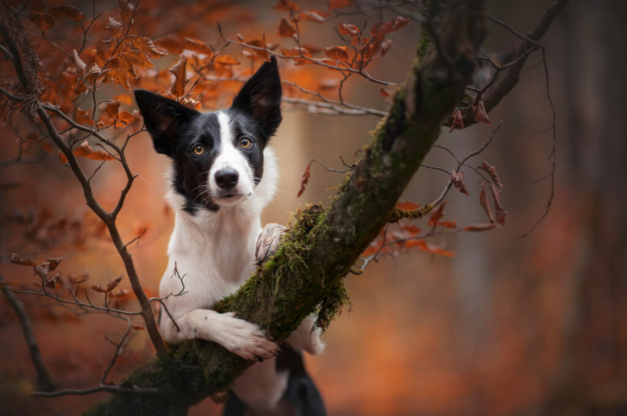 Hundeportraits mit ein bisschen Magie