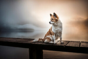 Hundefotoshooting bei Nebel im Salkammergut