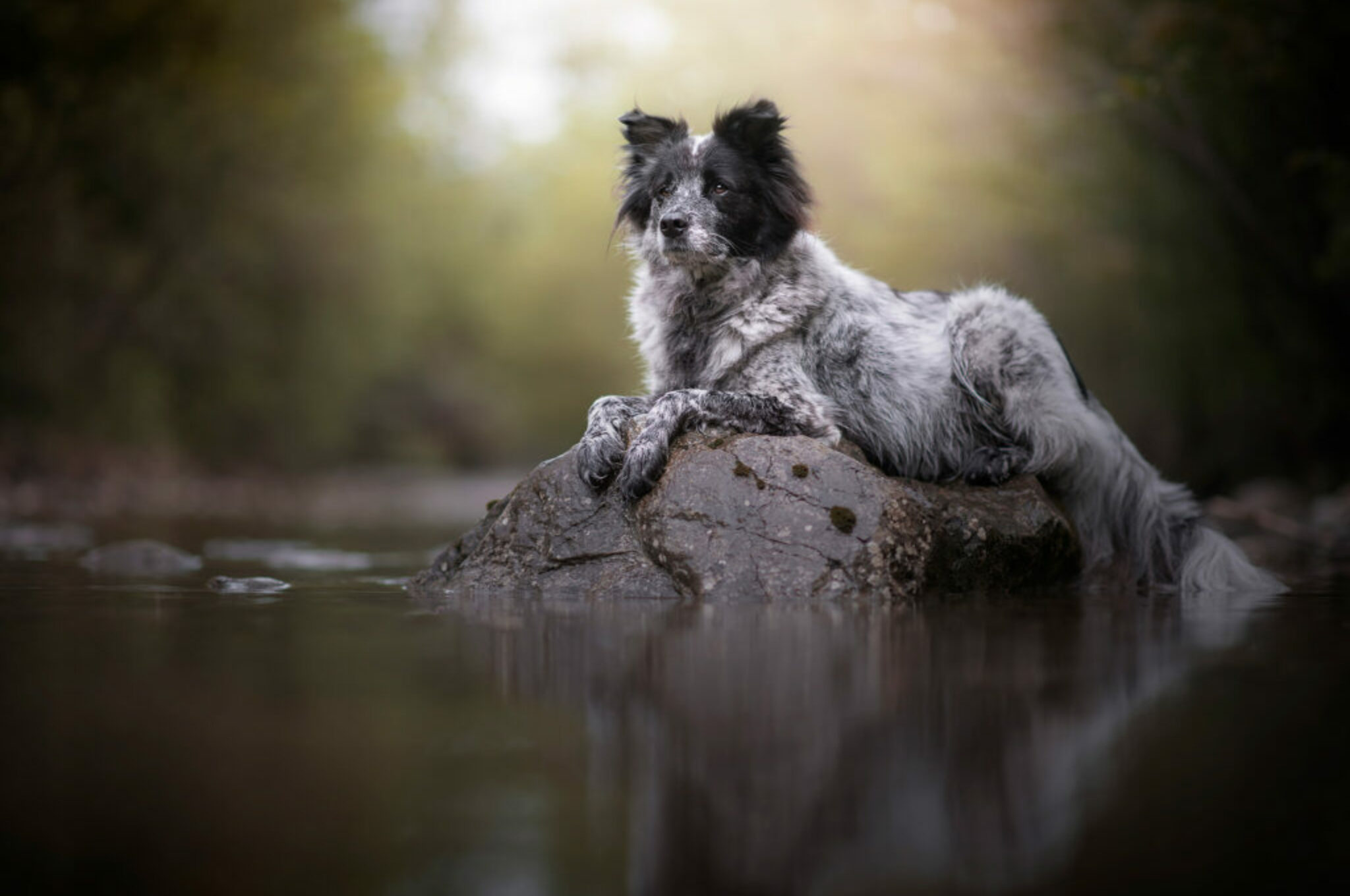 Yuri beim Hundefotoshooting mit Anne Geier