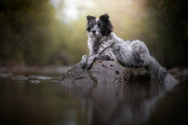 Yuri beim Hundefotoshooting mit Anne Geier