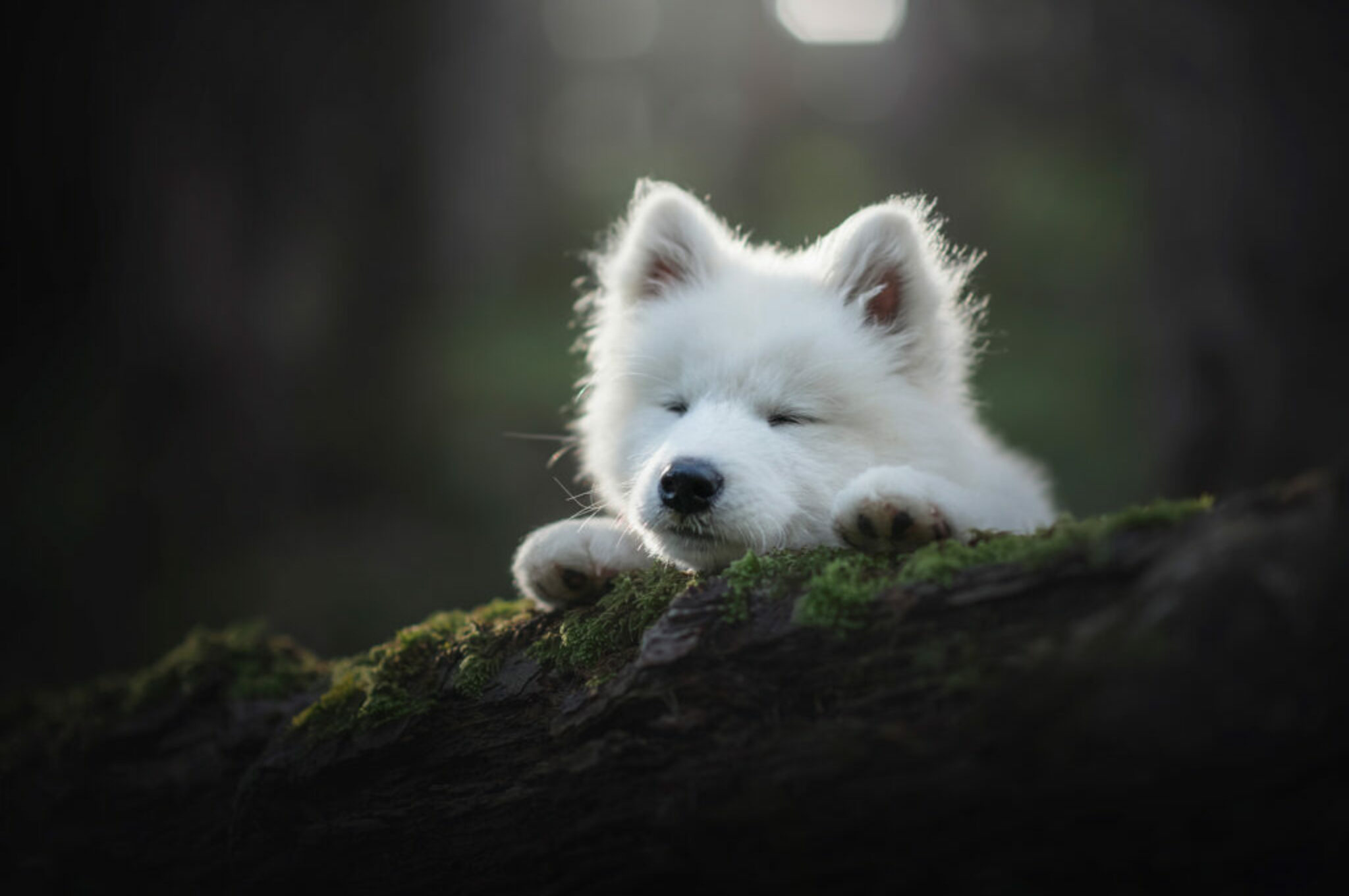 Hundeportraits mit ein bisschen Magie