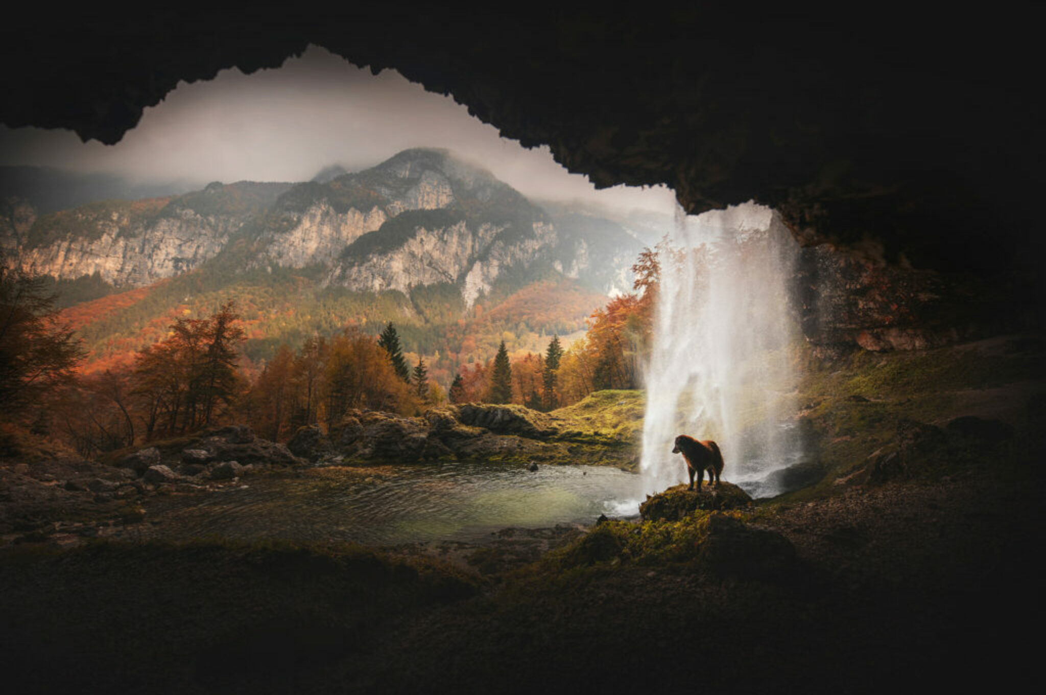 Hunde in großer Landschaft
