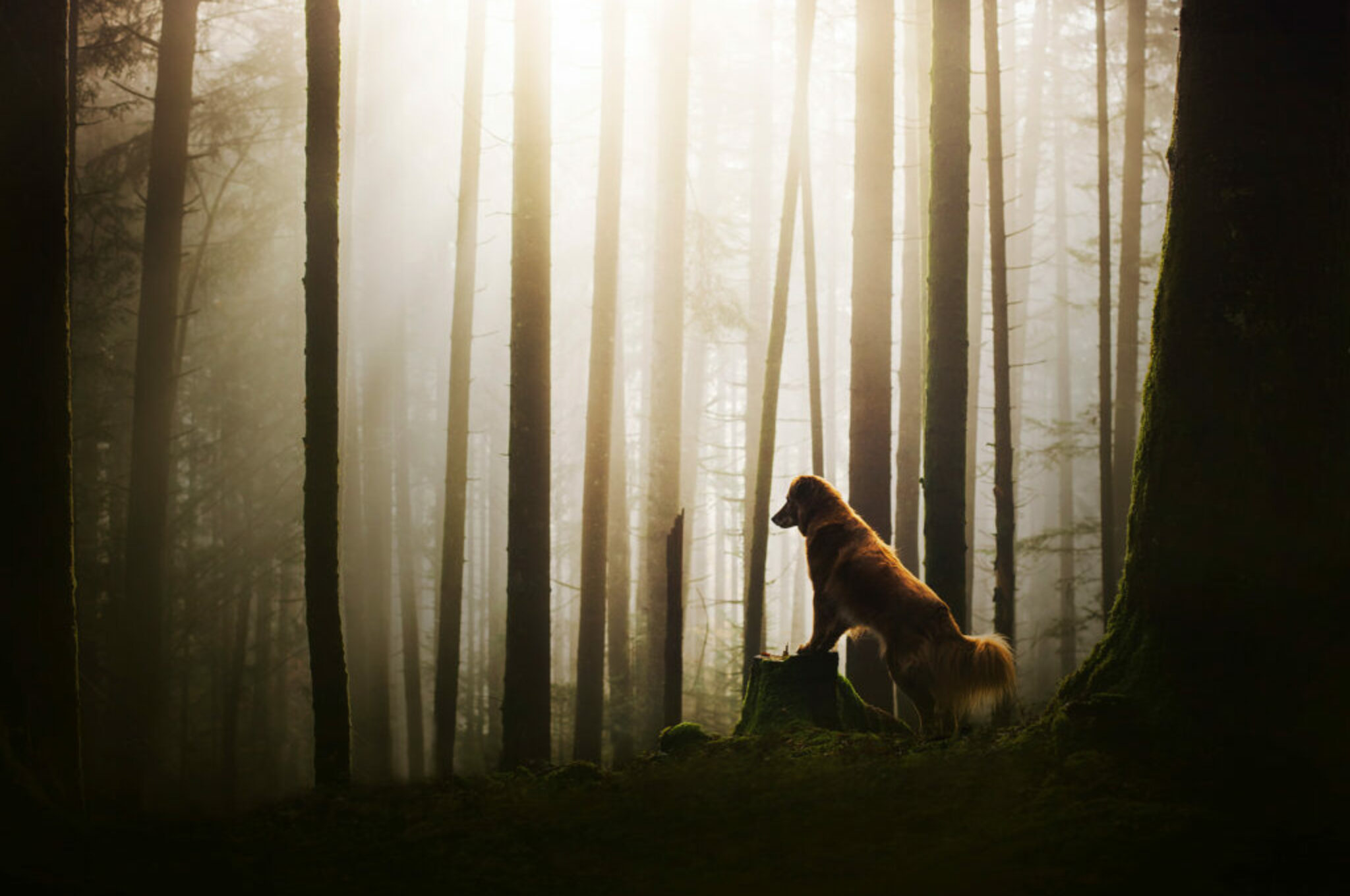 hundefotoshooting-wald-salzkammergut