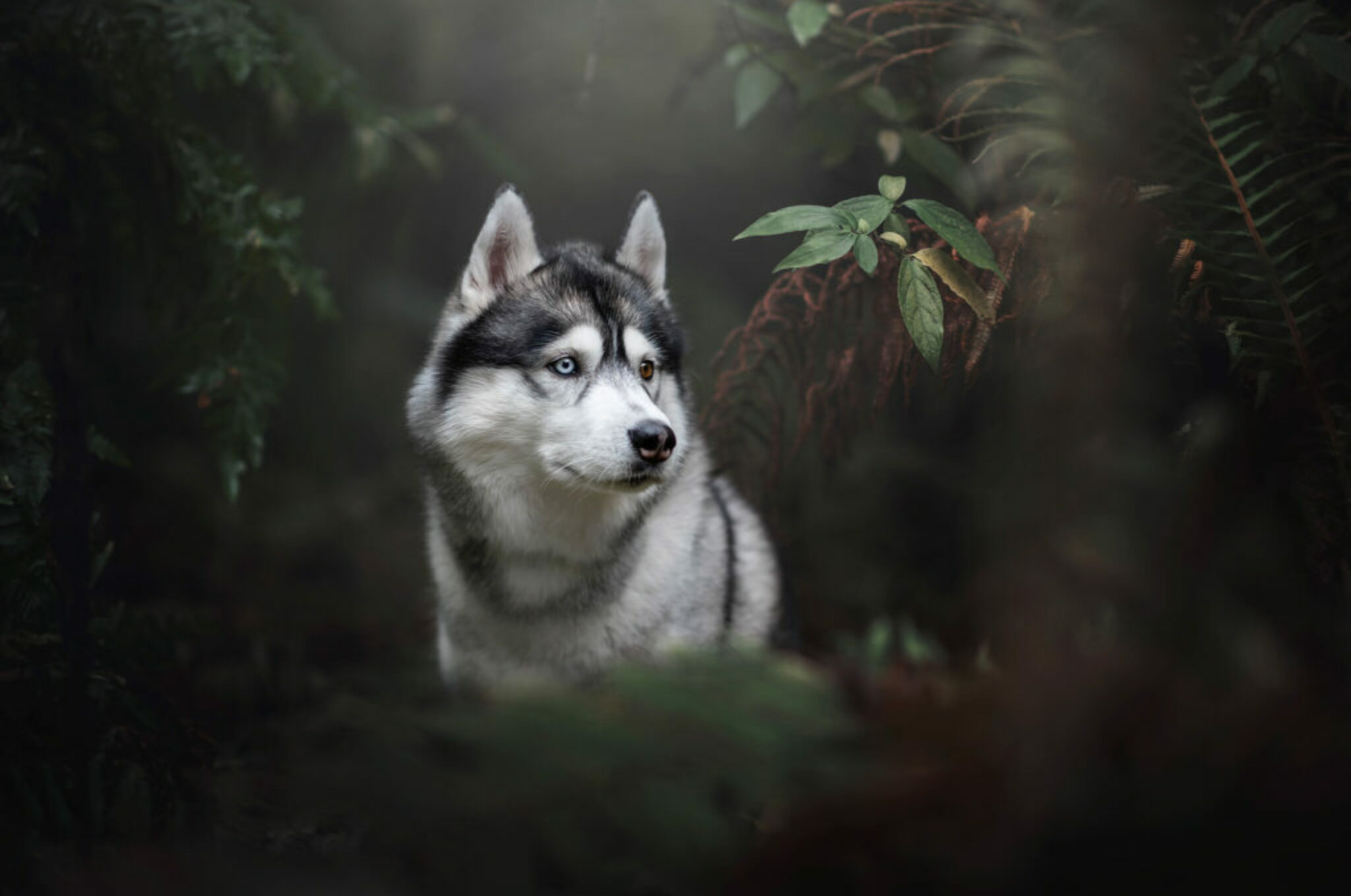 Kiba beim Fotoshooting in Deutschland