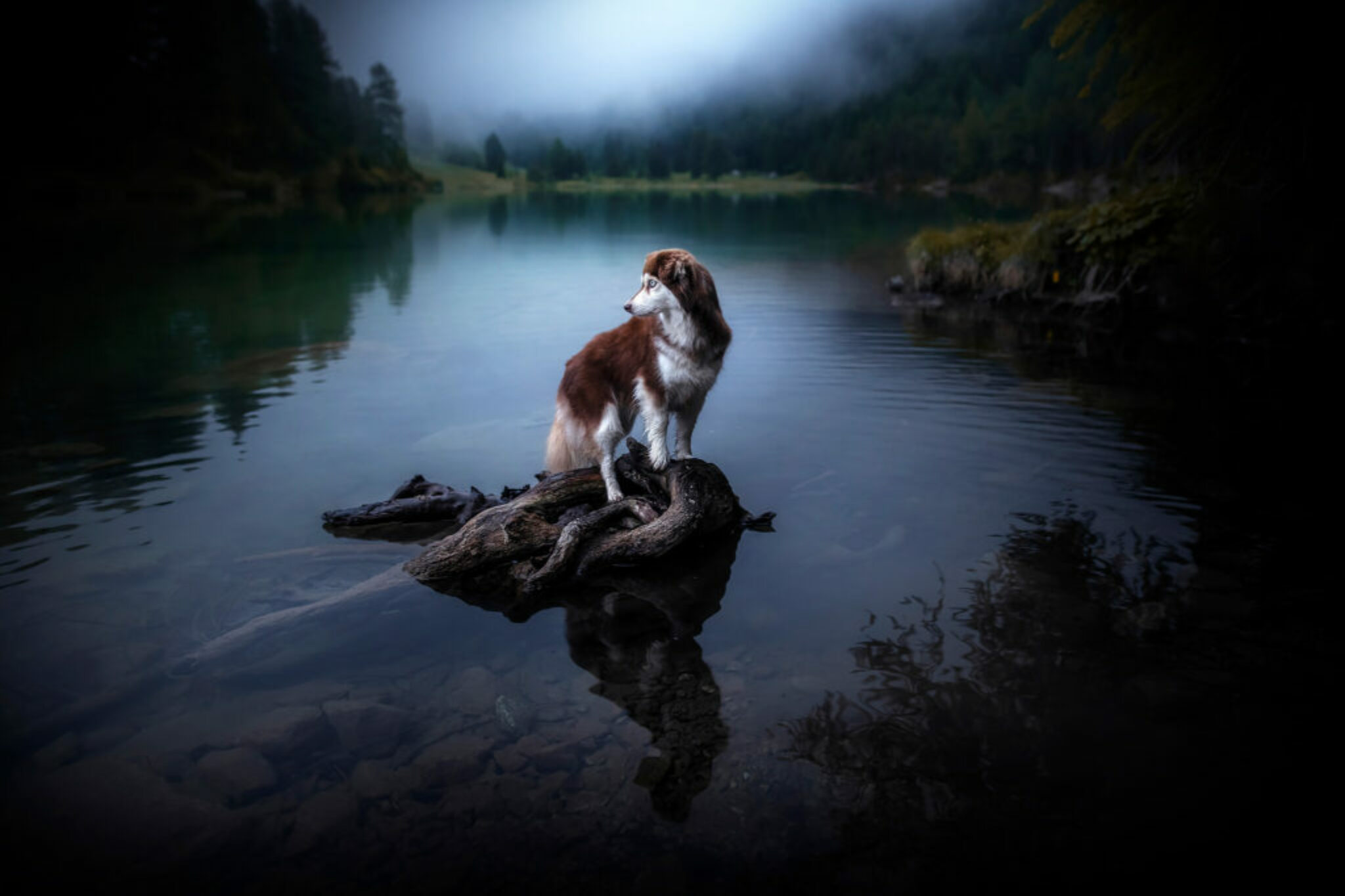 Runa beim Fotoshooting in der Schweiz