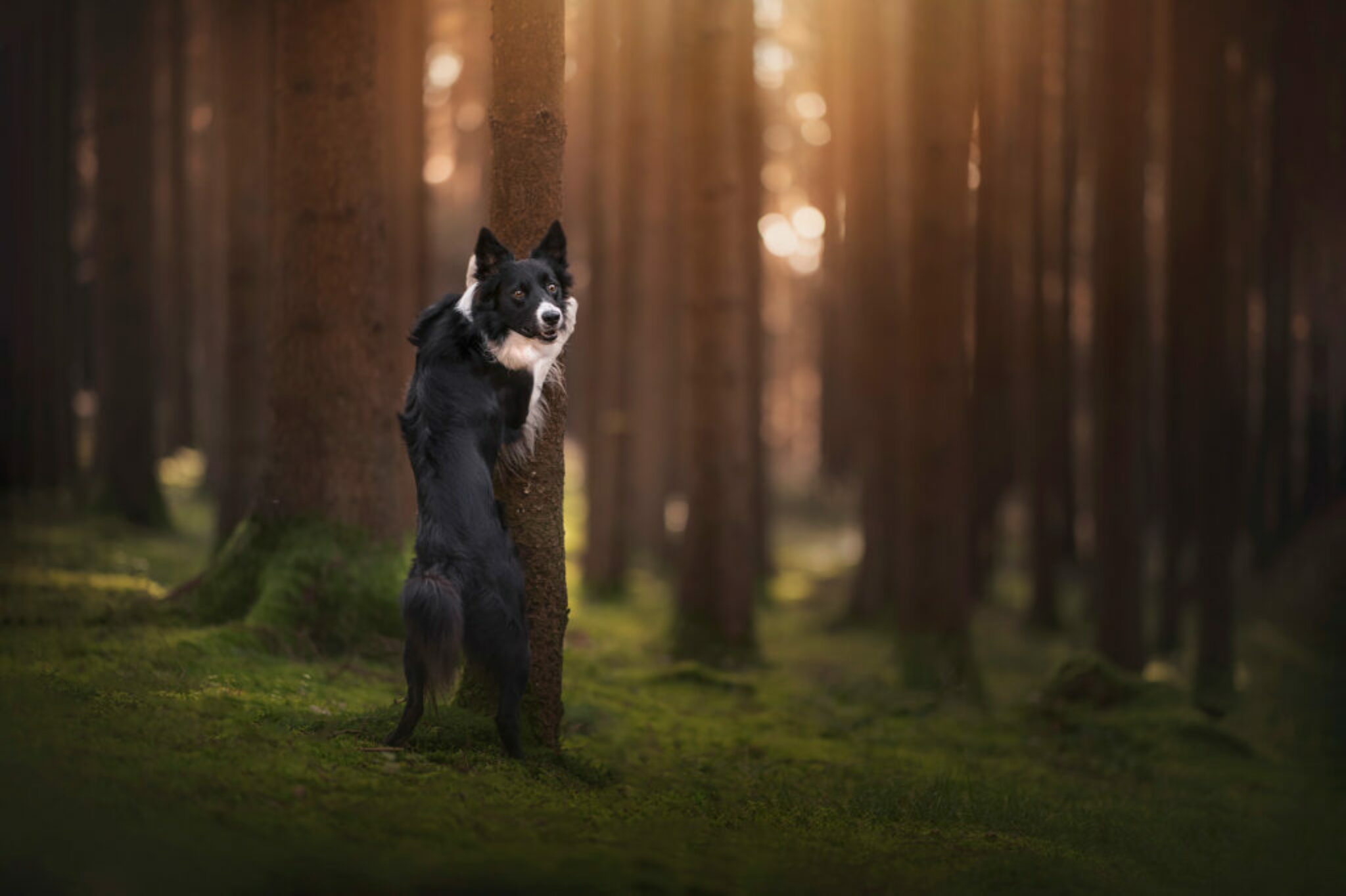 Neo posiert im Wald