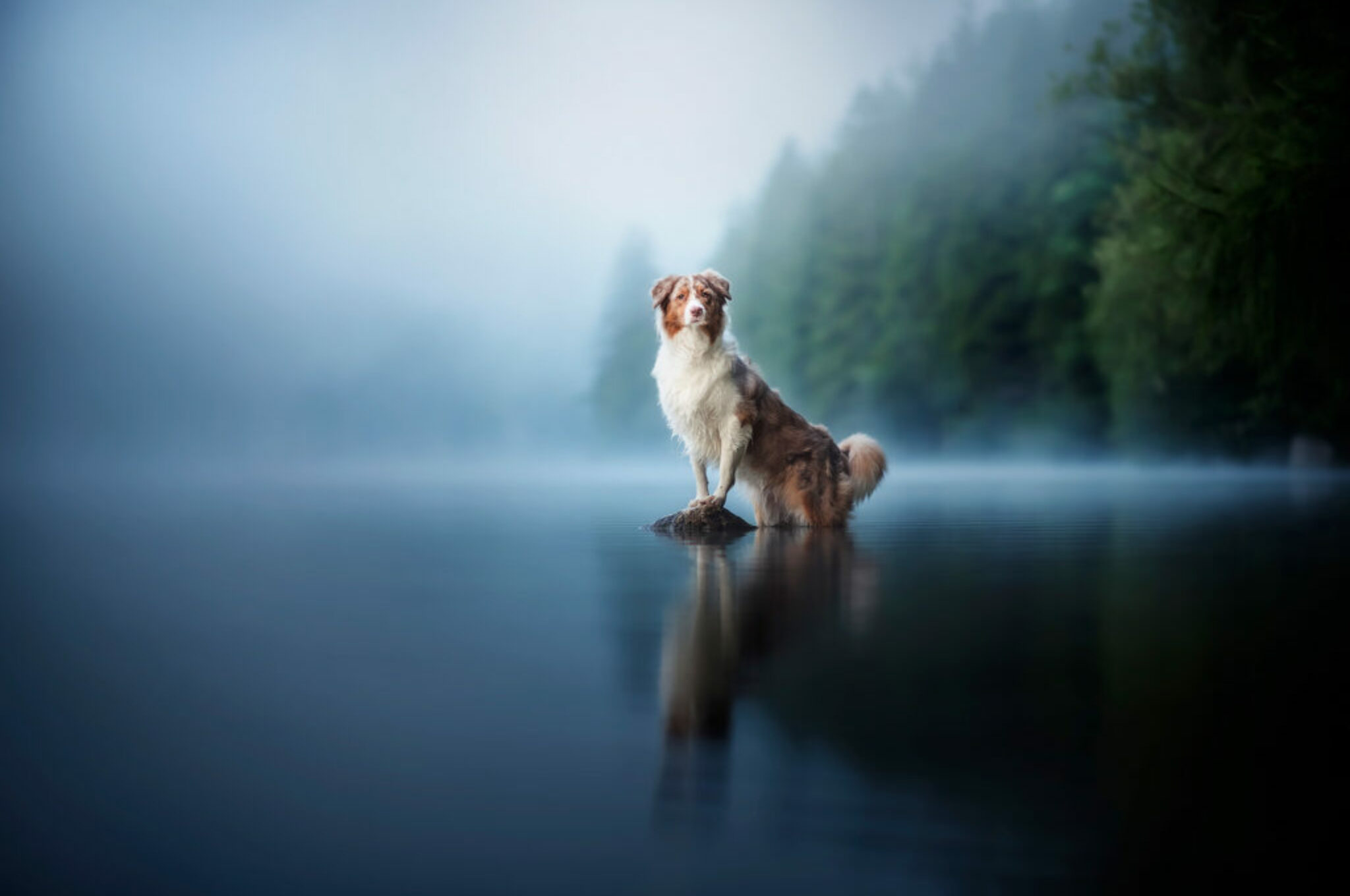 Juna beim Hundefotoshooting im August