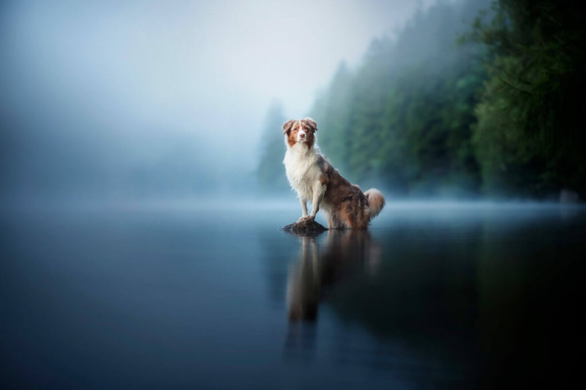 Juna beim Hundefotoshooting im August