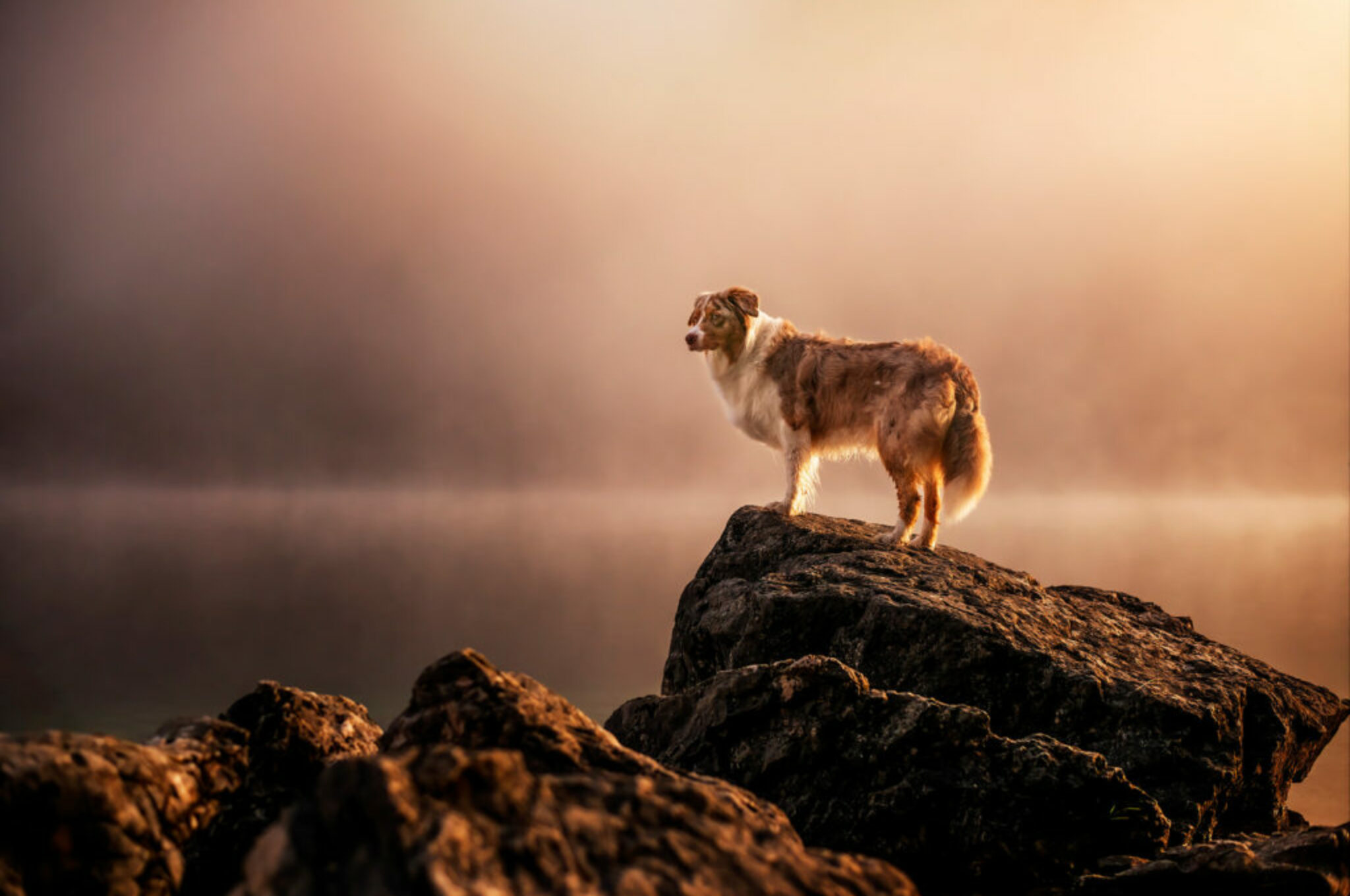 Caochings und Workshops in der Hundefotografie