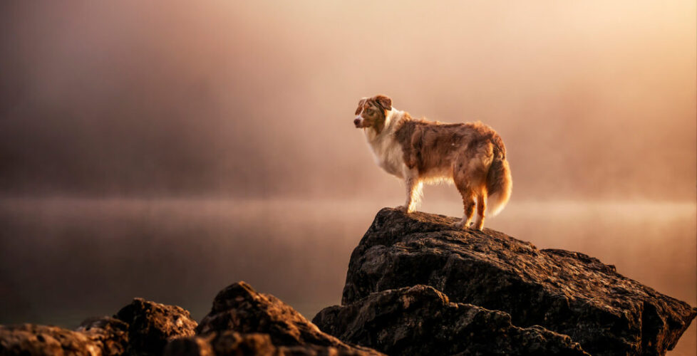 Caochings und Workshops in der Hundefotografie