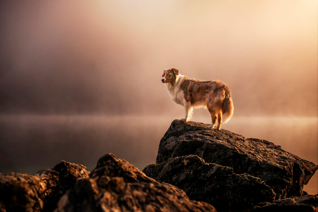 Caochings und Workshops in der Hundefotografie
