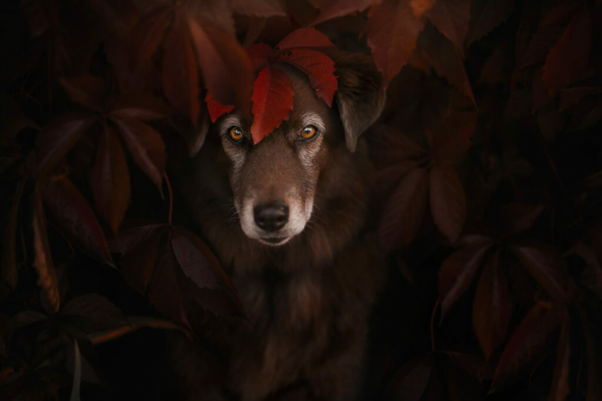 Herbstfotoshooting mit Finn