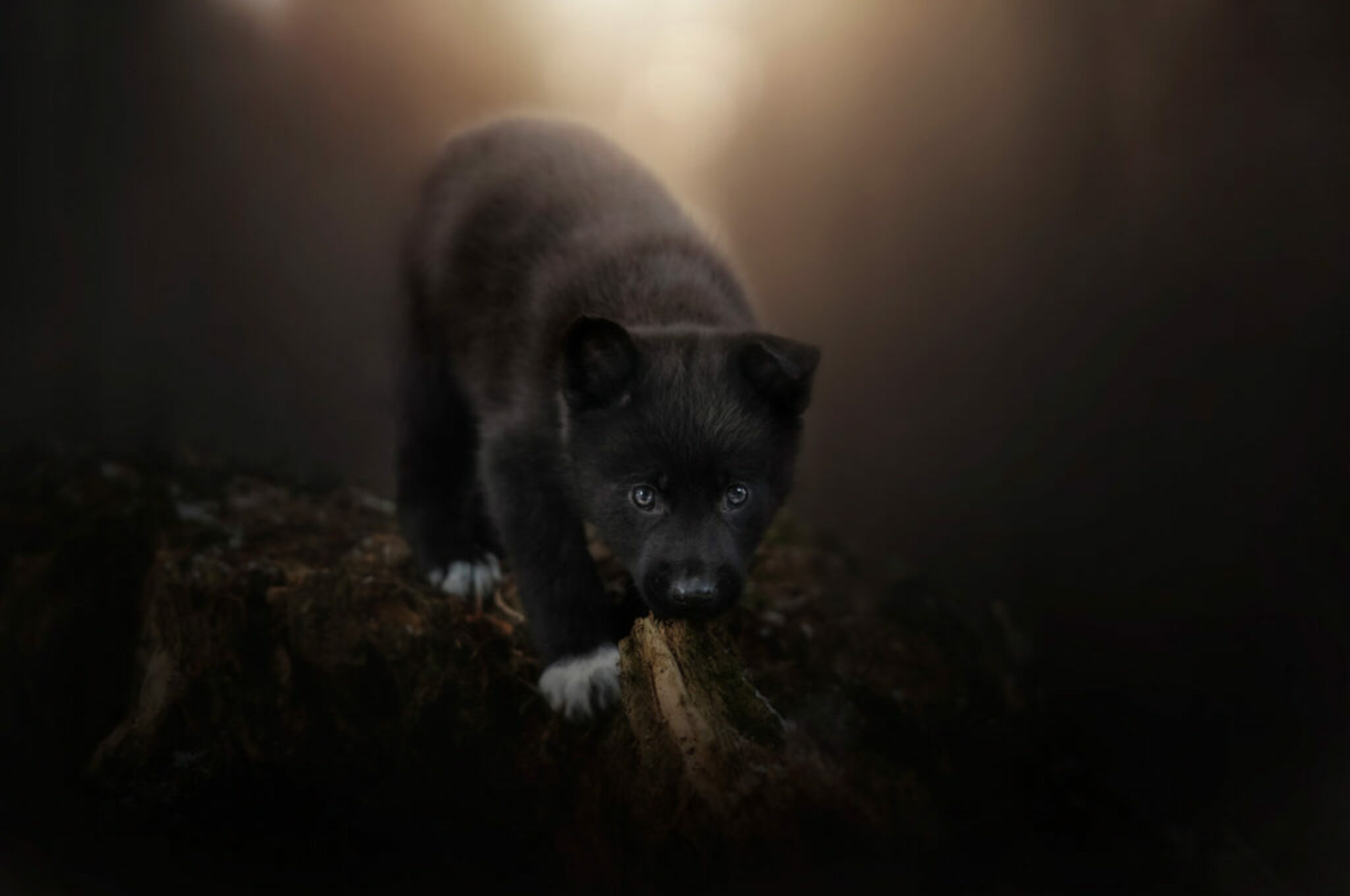 Hundeportraits mit ein bisschen Magie