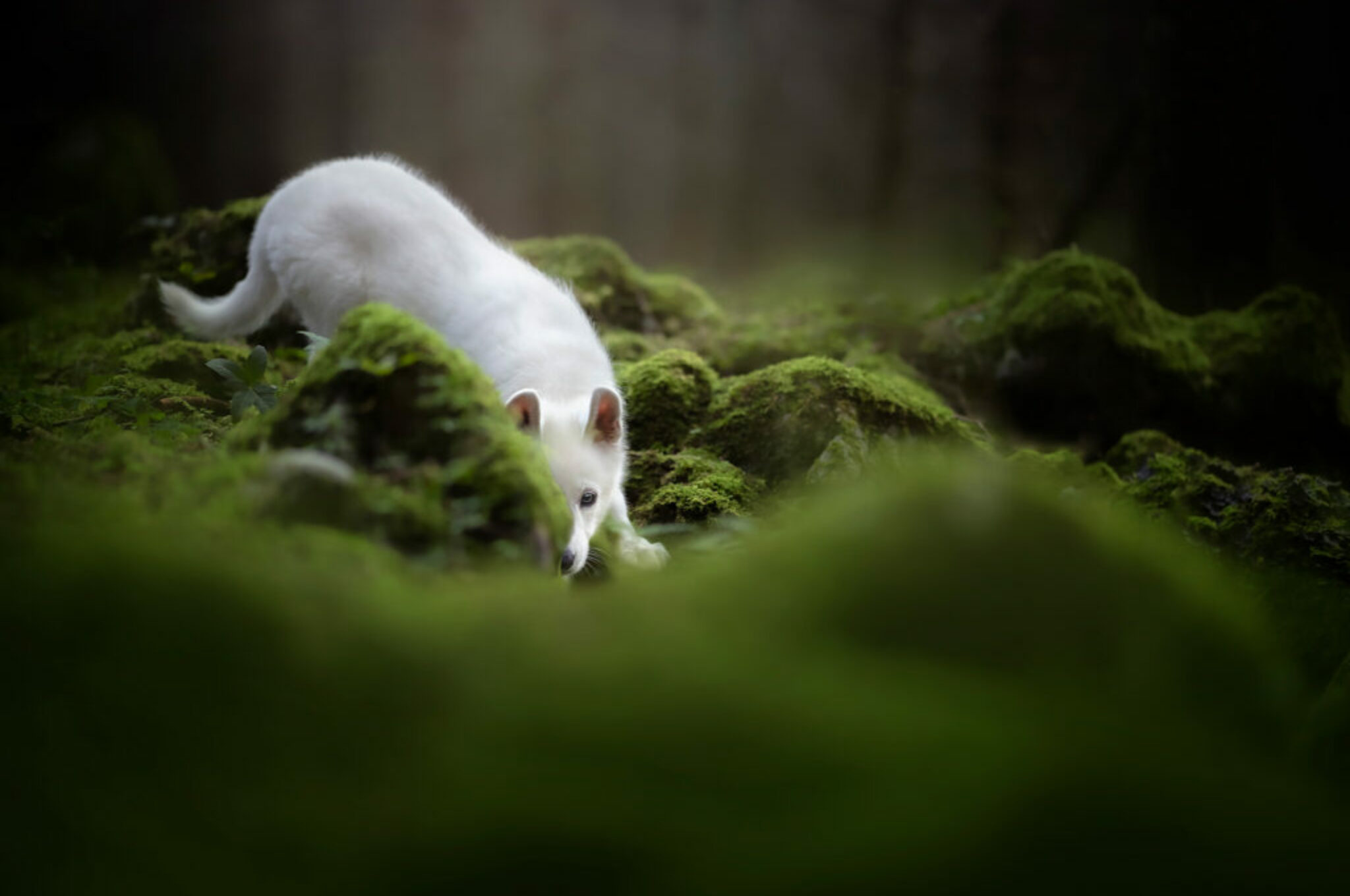 Hundeportraits mit ein bisschen Magie