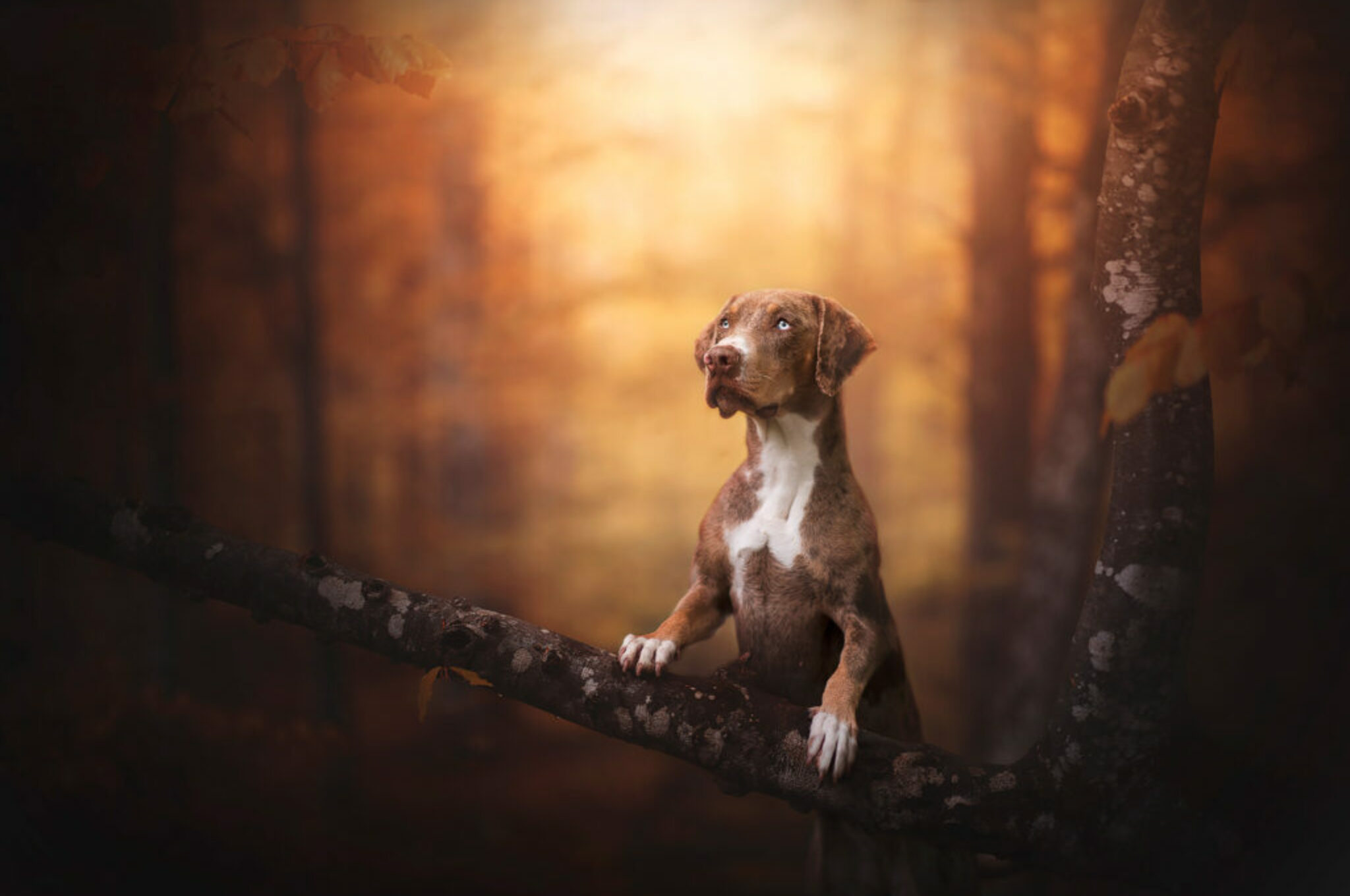 Hundeportraits mit ein bisschen Magie