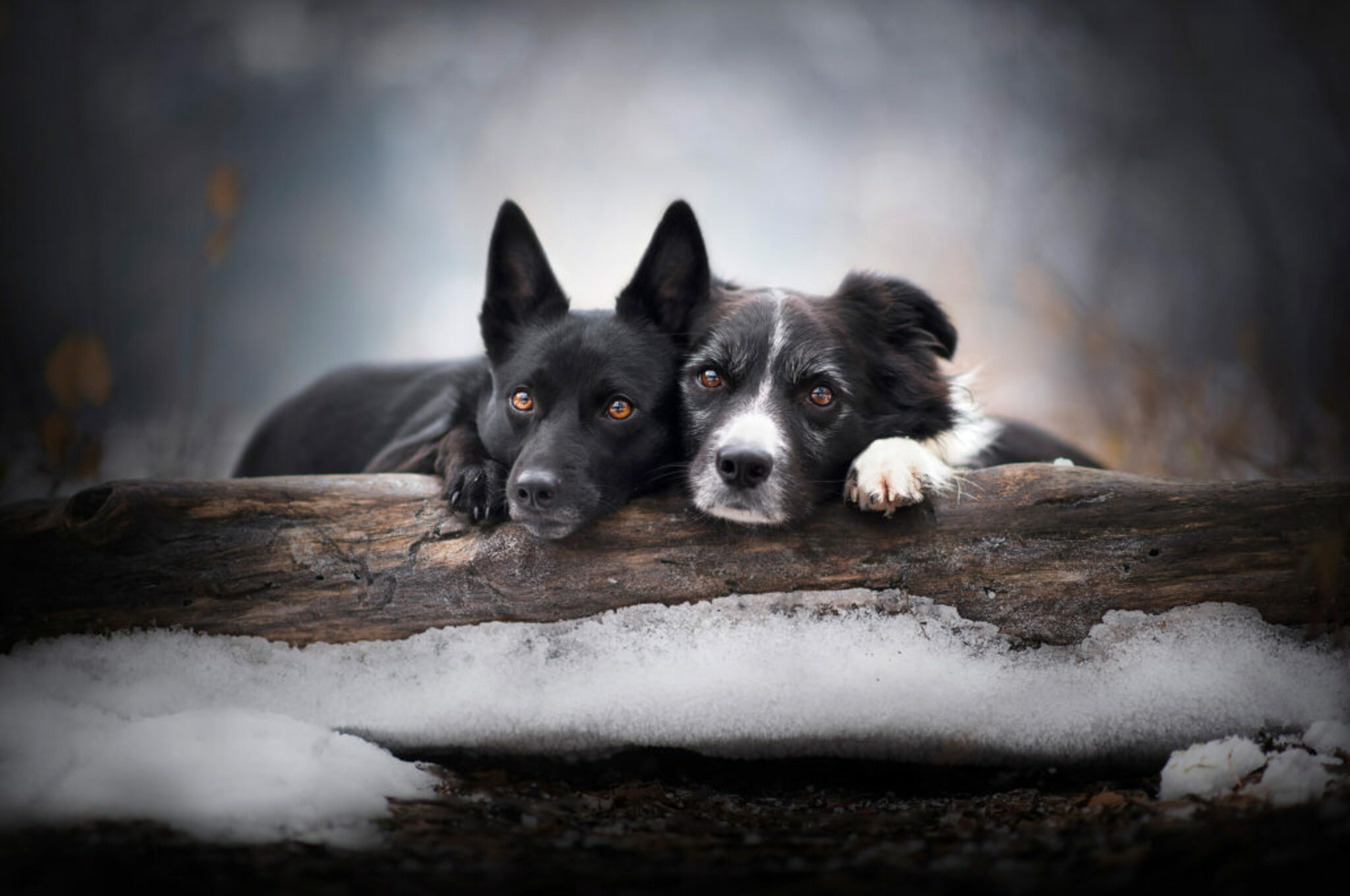 Hundeportraits mit ein bisschen Magie
