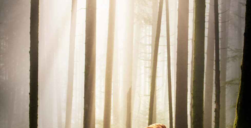 Hundefotografie von einem Hund in einem Wald in Österreich