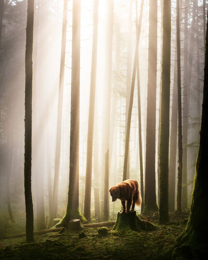 Hundefotografie von einem Hund in einem Wald in Österreich