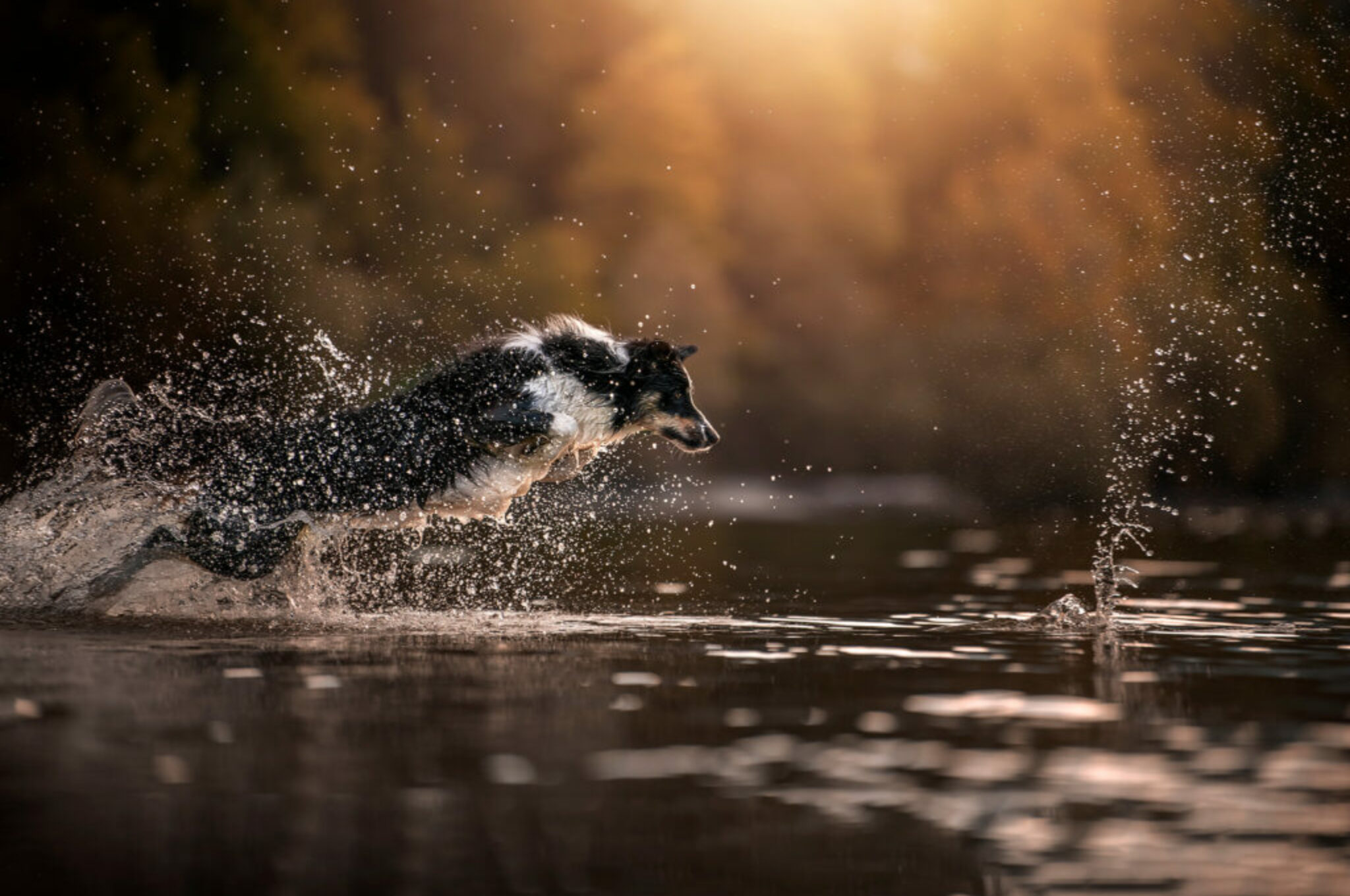 Hundeportraits mit ein bisschen Magie