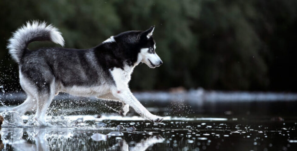 Hundefotos eines Huskies in Österreich