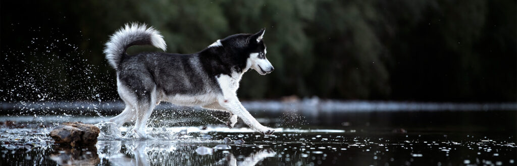 Hundefotos eines Huskies in Österreich