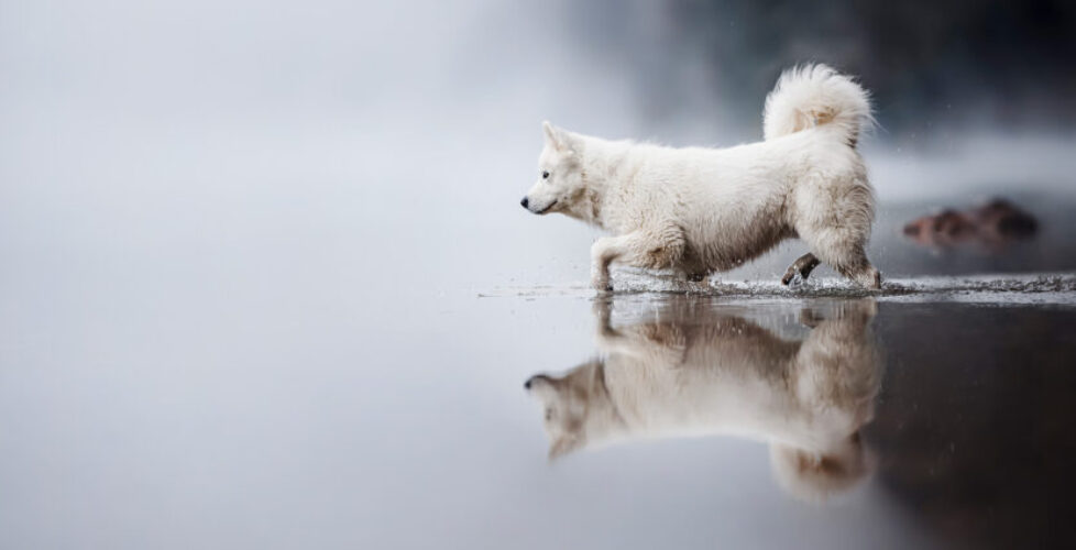 Hundefotografie_Samojede_im_Wasser