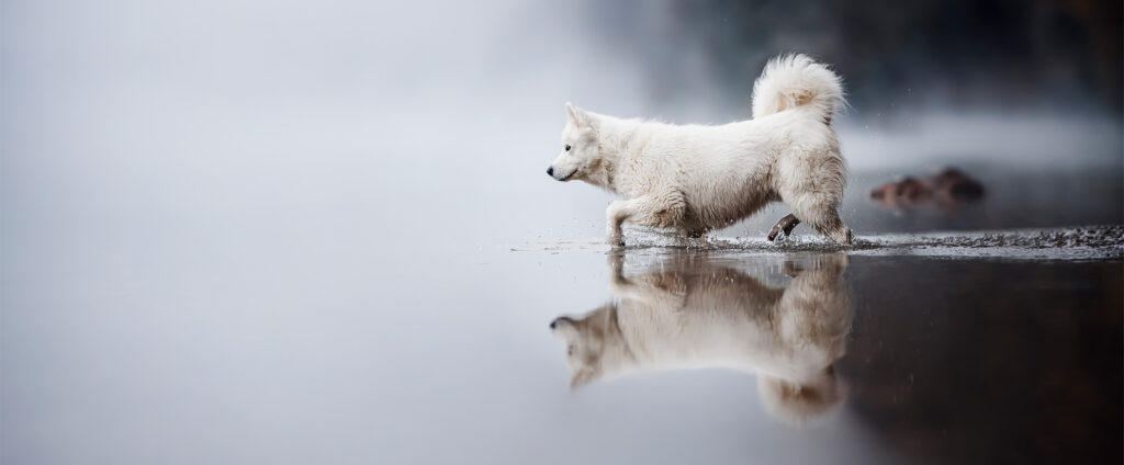Hundefotografie_Samojede_im_Wasser