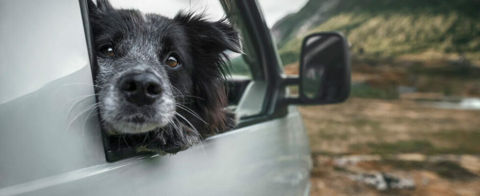 Mit den eigenen Hunden und dem VW Bus reist die Hundefotografin Anne Geier bis nach Norwegen.