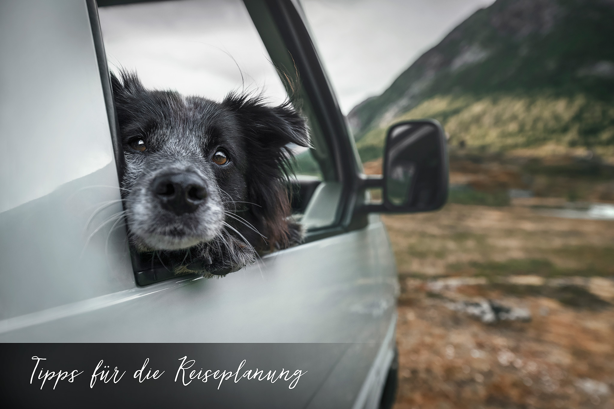 Mit den eigenen Hunden und dem VW Bus reist die Hundefotografin Anne Geier bis nach Norwegen.