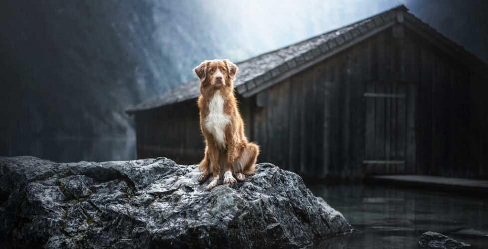 Retriever posed at the lake during the dogphotoshooting.