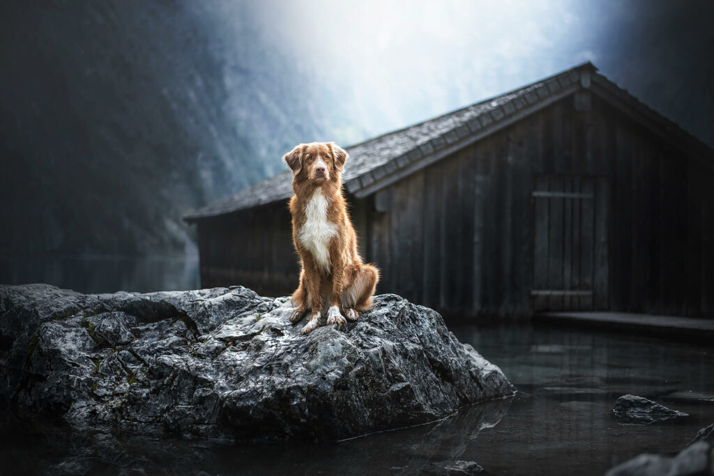 Retriever posed at the lake during the dogphotoshooting.