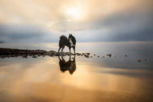 Workshop Hundefotografie