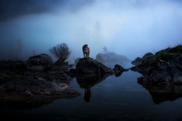 Top 10 Hundefotos 2022 Top 10 Hundefotos 2022