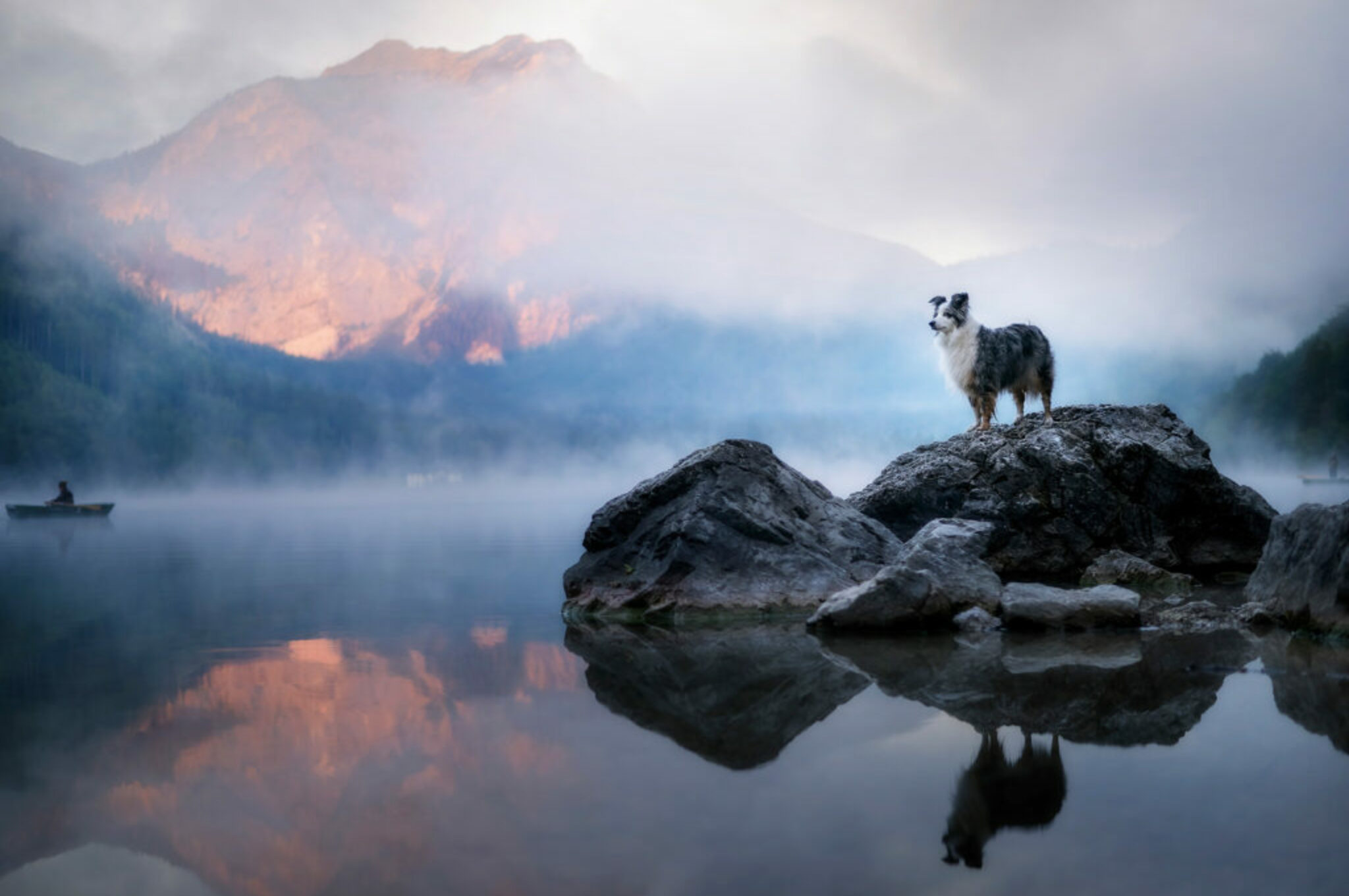Sheltie Hündin posiert am See bei dem Hundefotoshooing