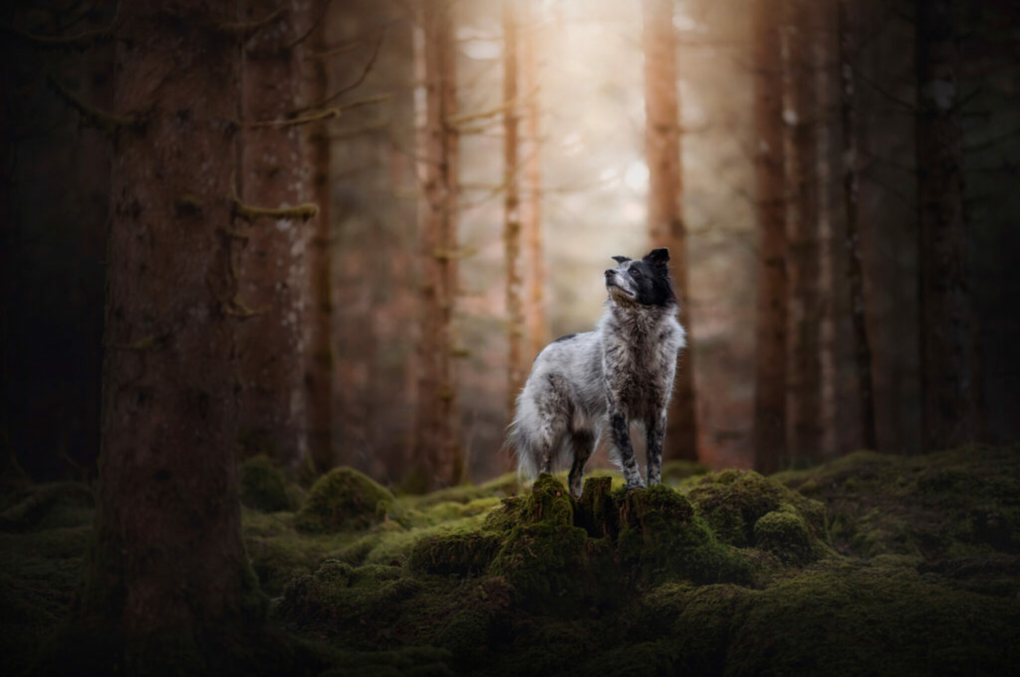 Mischlingshund Yuri posiert wie ein Profe beim Hundefotoshooting im Wald