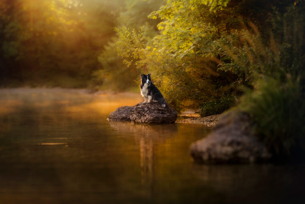 Hundefotoshooting im schönen Salzkammergut mit der Border Collie Hündin Miley.